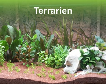 Terrarien