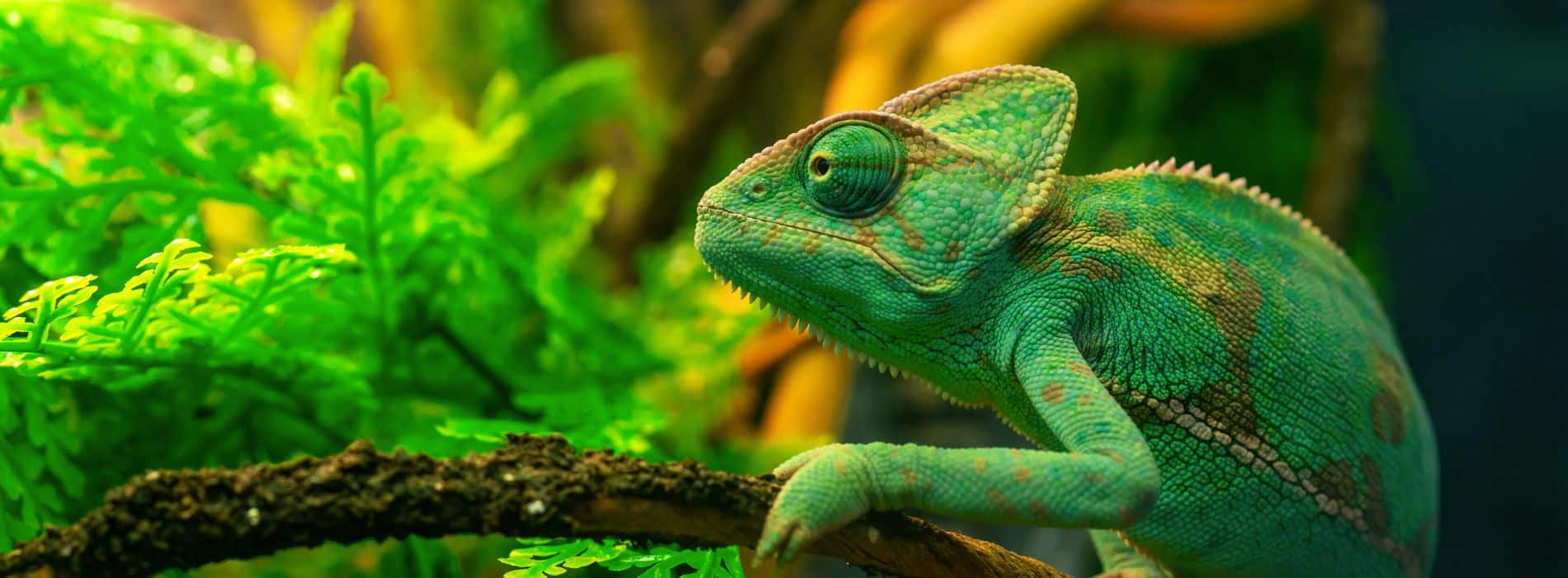 terrariumversand.de Hero